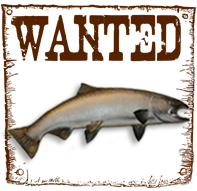 King Salmon (Chinook)