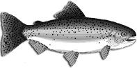 Rainbow Trout