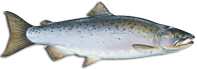 Silver Salmon (Coho)